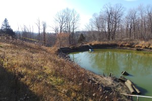 Partially drained pond at dam end.
