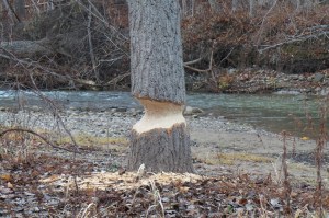 Noon 1 _20151216_113111JN (29)_sbeaver cut