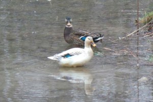 An Albino Mallard