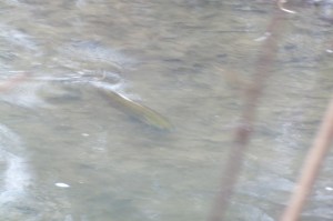 Salmon Heading Upstream