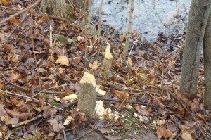 Noon 6 _20151216_113111JN (12)_sbeaver cut2