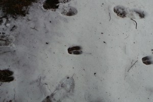 Deer tracks in the snow