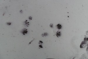Racoon tracks in the snow