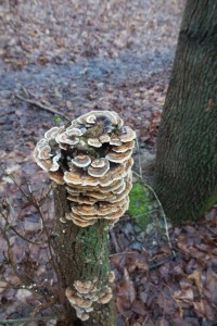 Turkey Fungus
