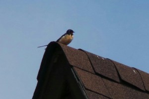 Barn Swallow on the roof of Pearce House