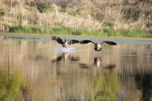 Canada Geese