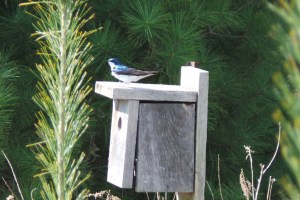 Tree Swallow -Male