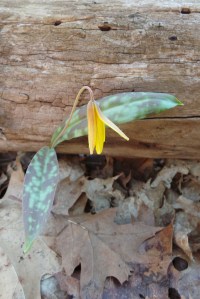 Trout Lily