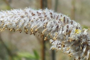 Willow Flower
