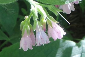 Comfrey
