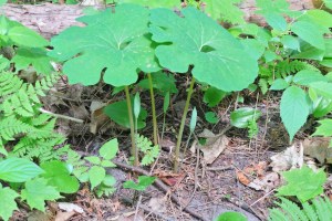 _flower hike Rouge 20160529_093937 (38)