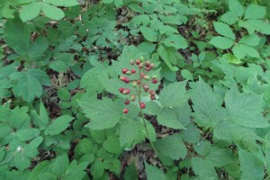 Red Baneberry