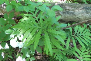 Sensitive Fern