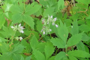Virginia Waterleaf