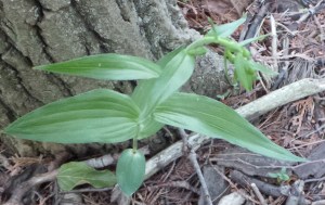 helleborine orchid 20160706_095549_s