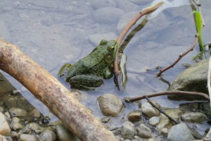 frog percocious woodland  20160824_  (11)small