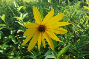 Sun flowers Woodland 20160824_ small