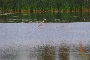 Blue Heron