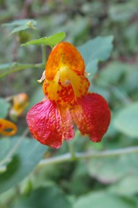Orange Jewelweed, Touch-me-Not