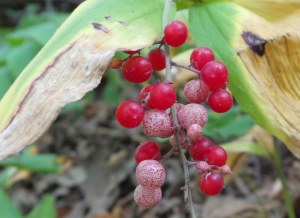 False Solomon's Seal