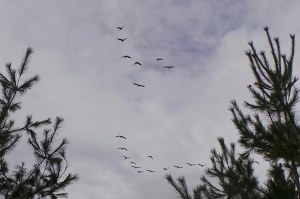 Birds Heading South