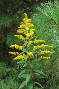 Goldenrod