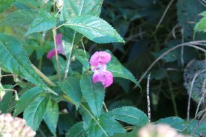 pink Jewlled Himalayan Balsam-Touch-me-Not