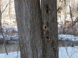 Pileated Woodpecker Buffet