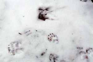 Racoon Tracks