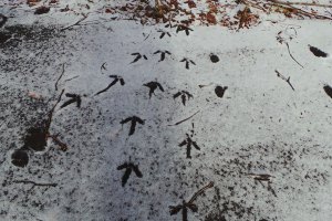 Wild Turkey Tracks